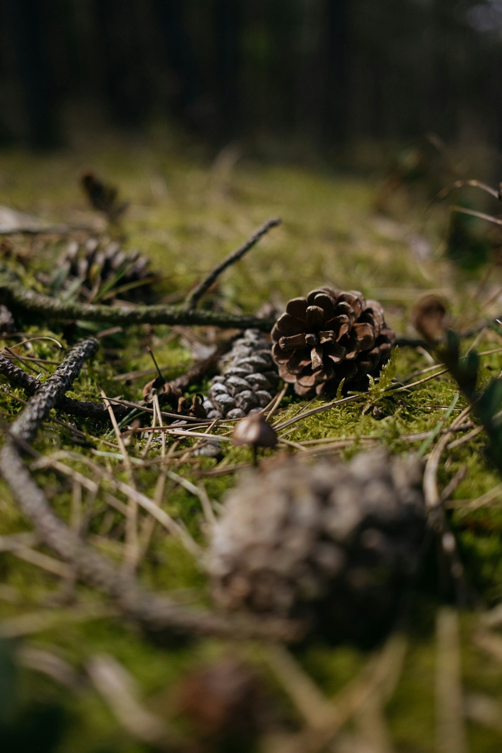 brown pine cones on green grass during daytime