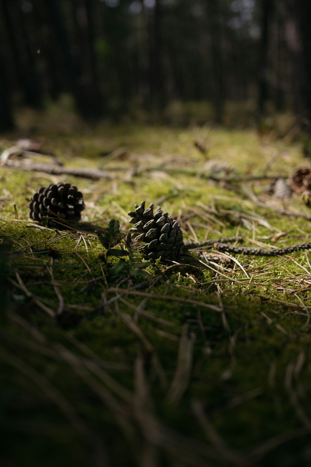 black pine cones on green grass during daytime