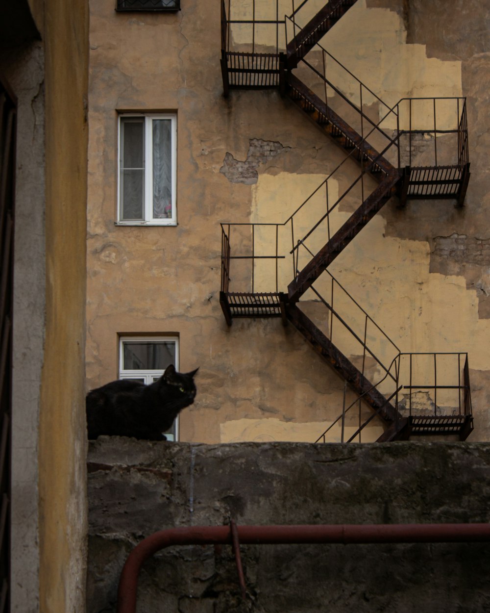 black short coated dog on brown concrete building