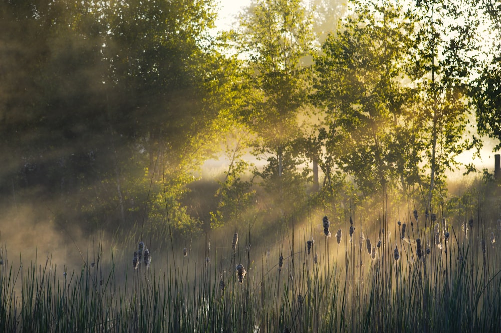 campo di erba verde e alberi durante il giorno