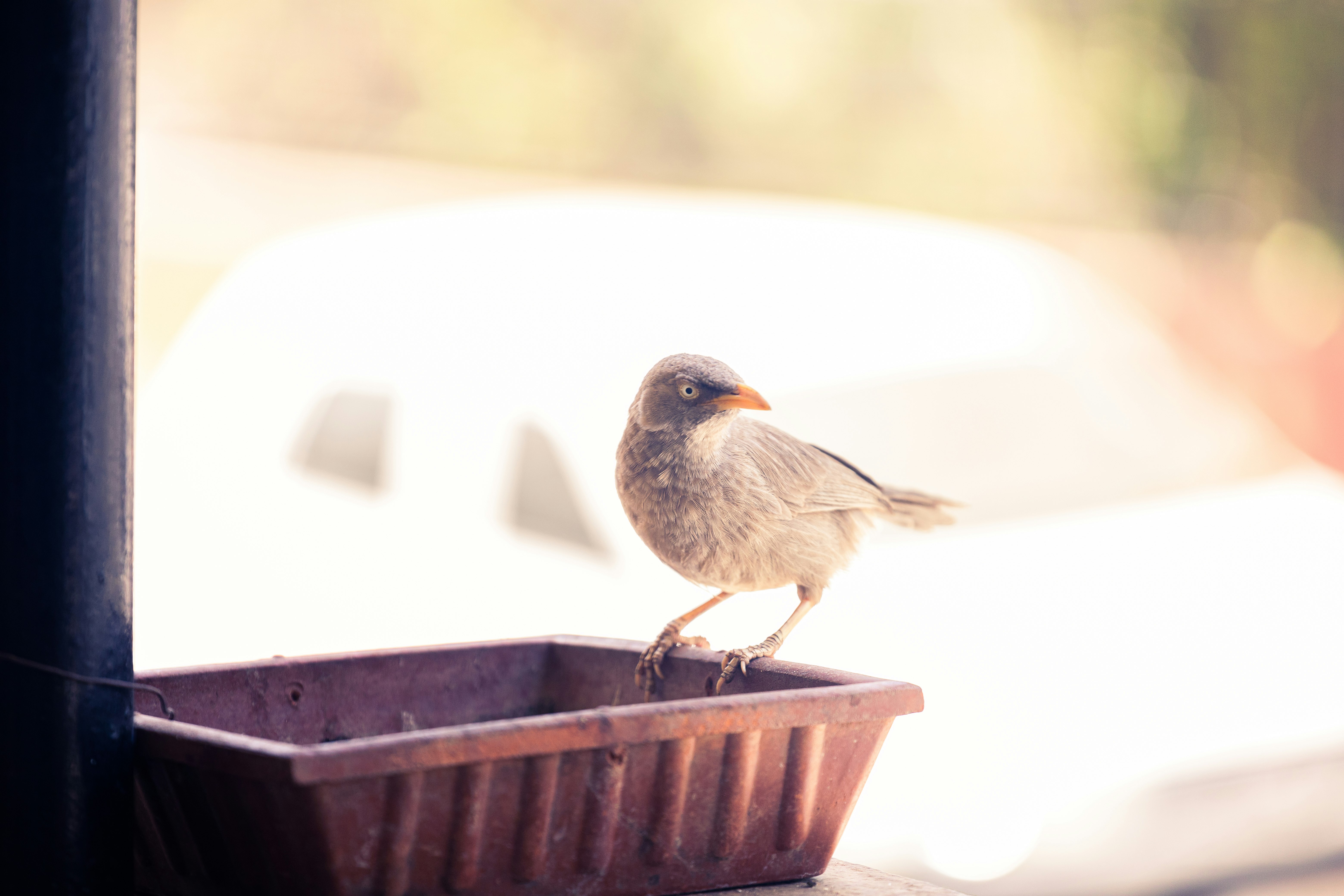 brown bird on black metal frame