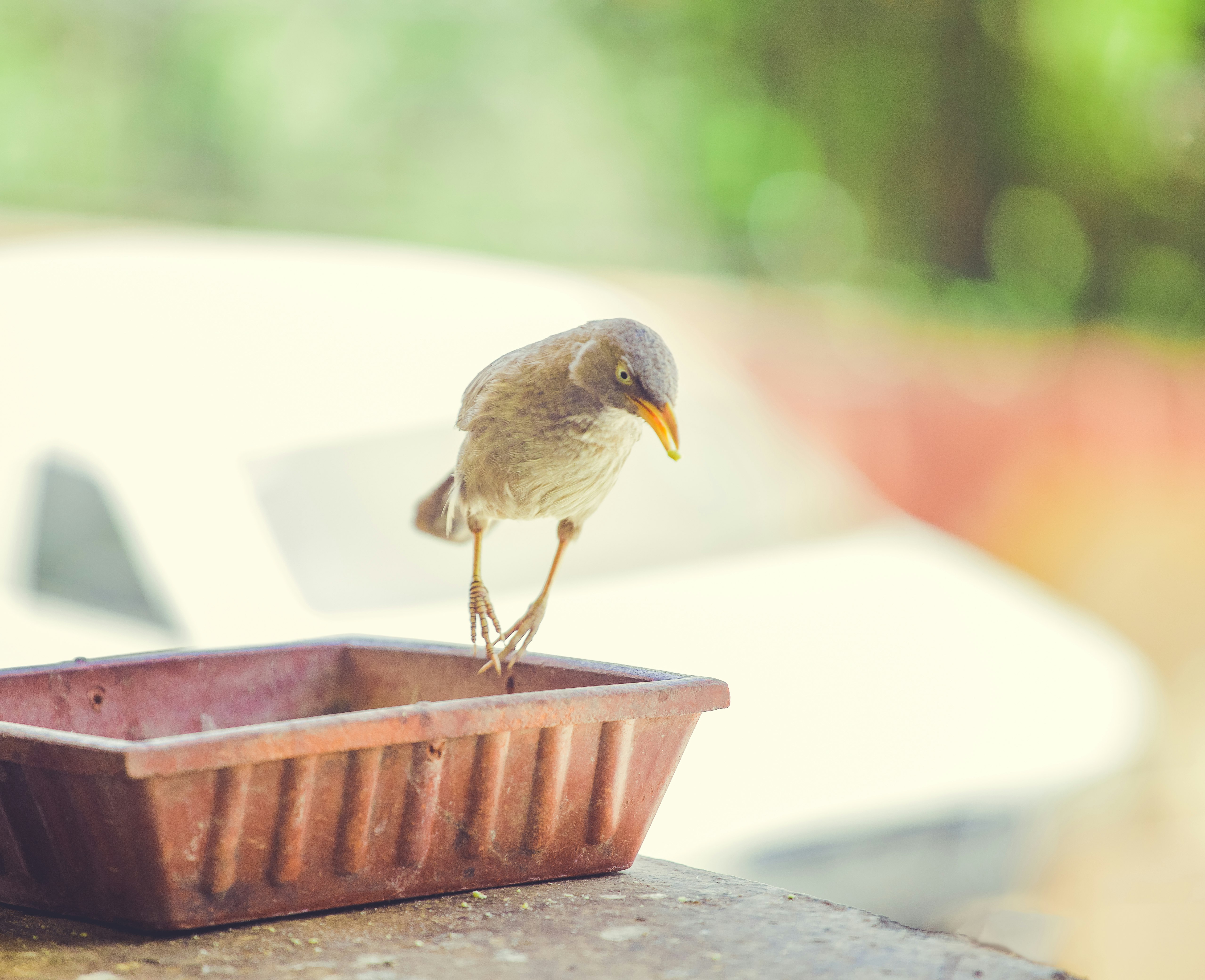 brown bird on brown woven basket