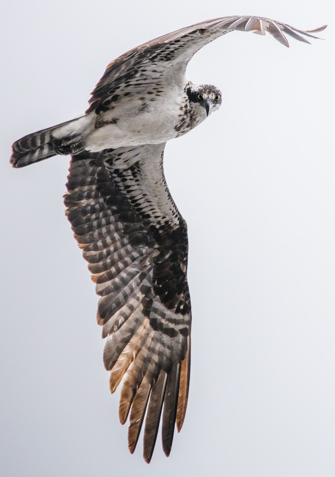  brown and white bird flying hawk