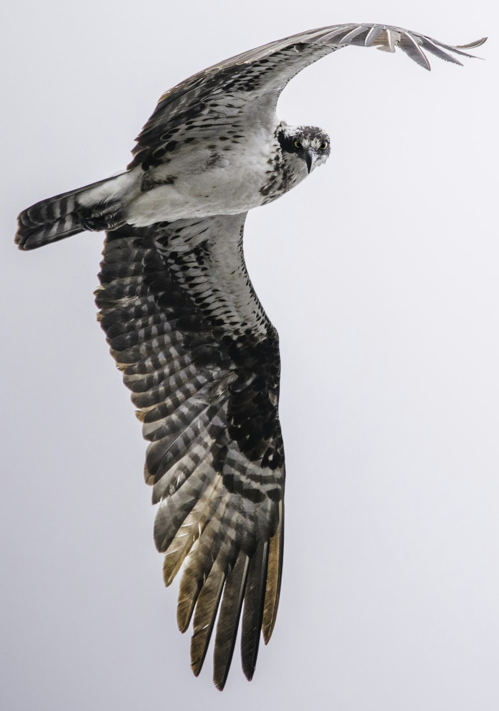 brown and white bird flying