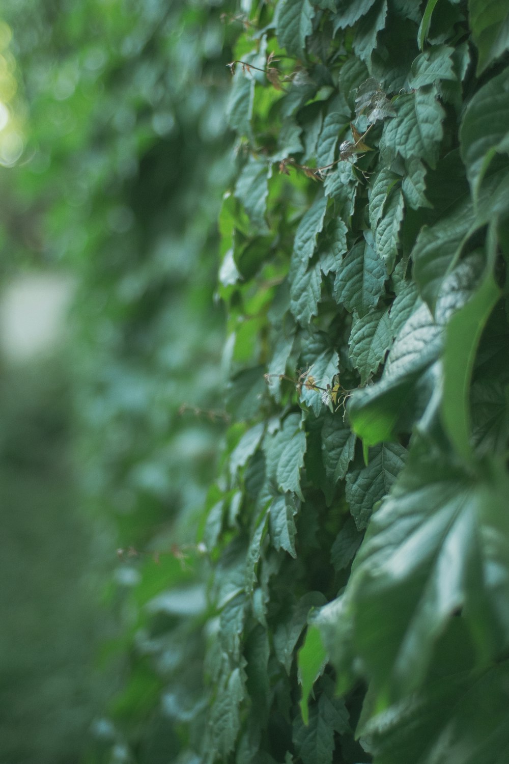 green leaves in tilt shift lens