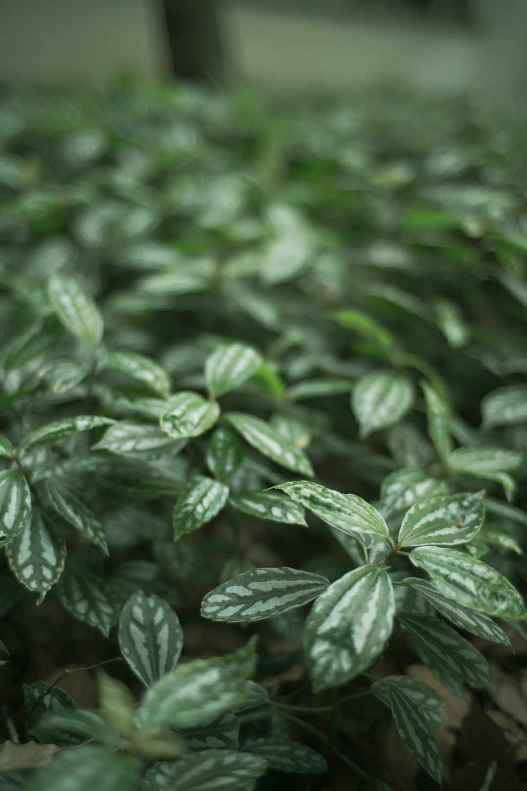 green leaves in macro lens