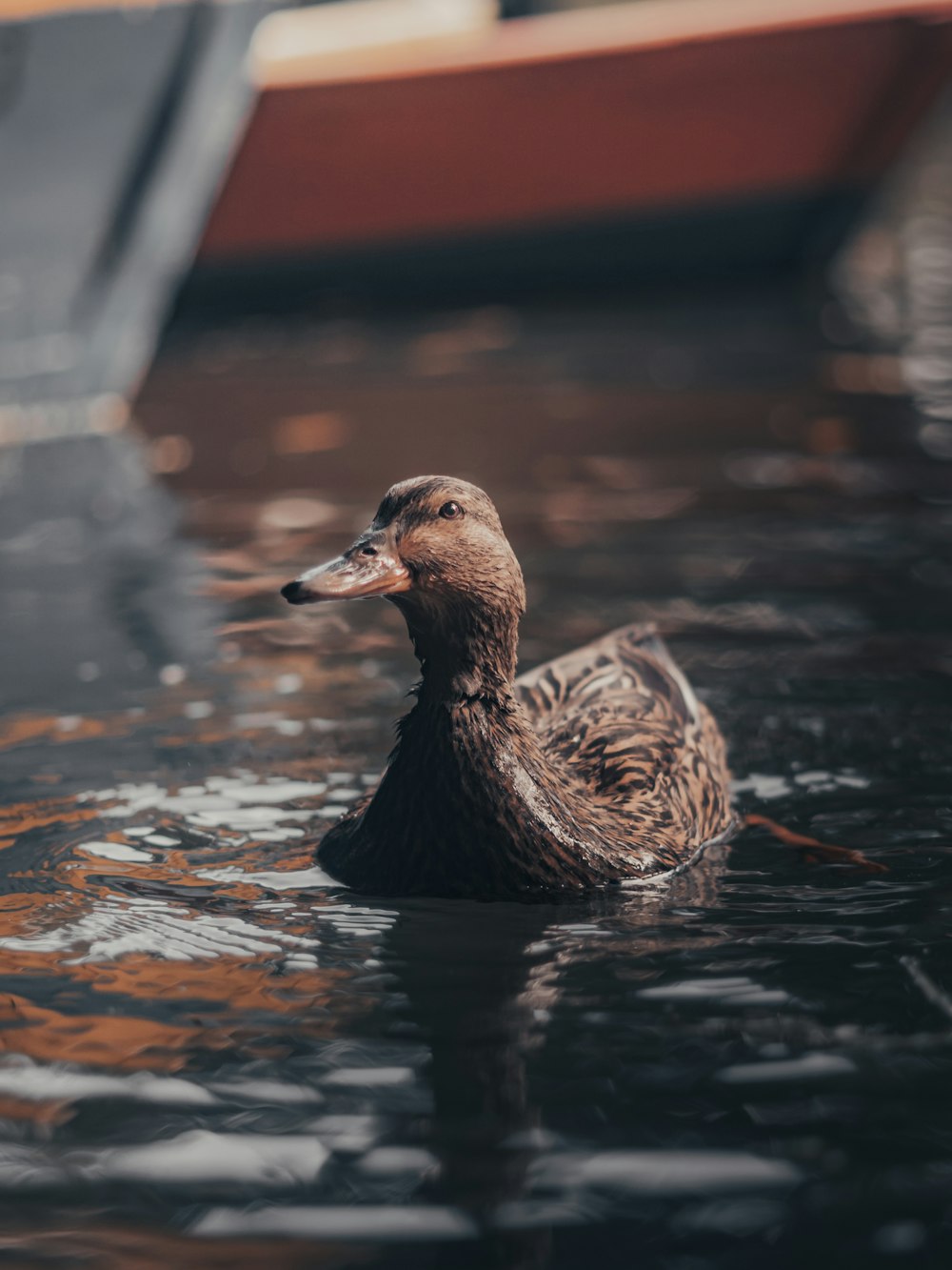 brown duck on water during daytime