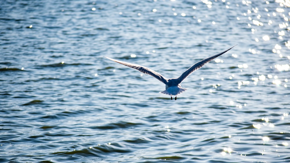 pássaro preto e branco voando sobre o mar durante o dia