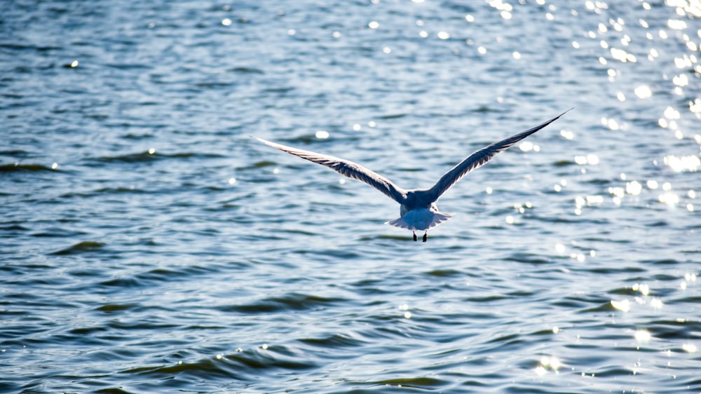 schwarz-weiße Vögel, die tagsüber über das Meer fliegen