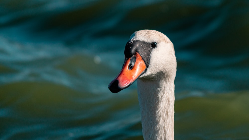 white swan on water during daytime