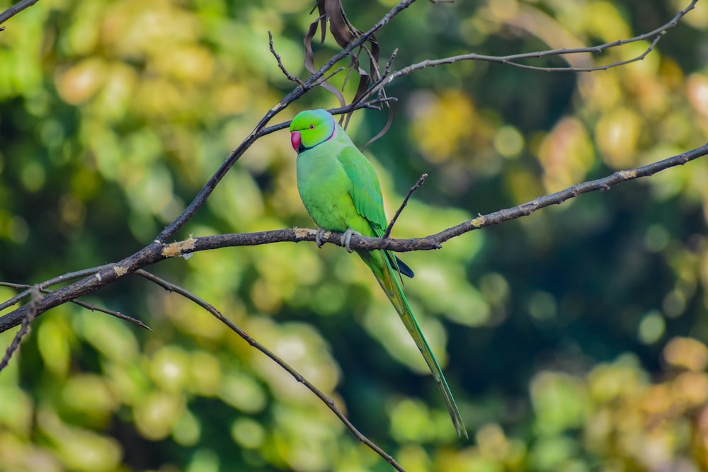 grüner und gelber Vogel tagsüber auf braunem Ast