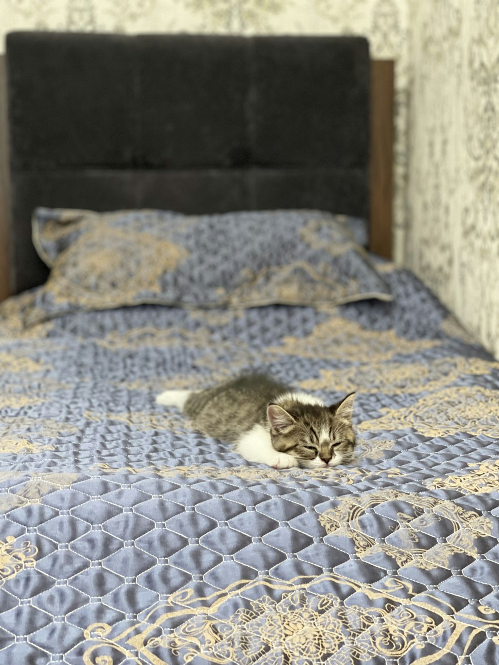 brown tabby cat lying on blue and white bed linen