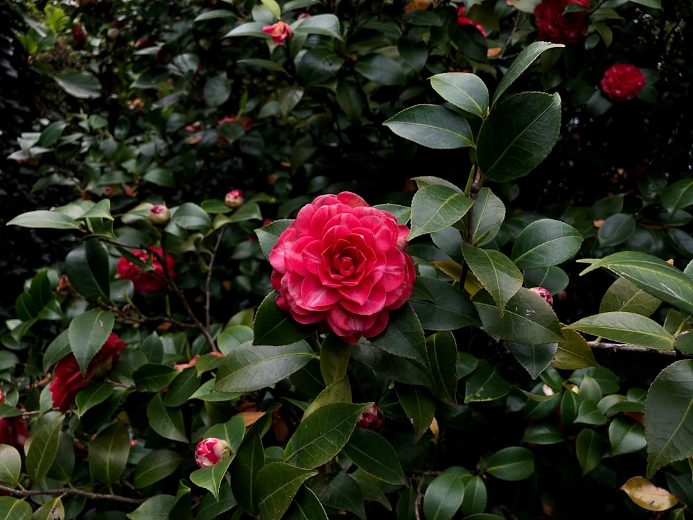 pink rose in bloom during daytime