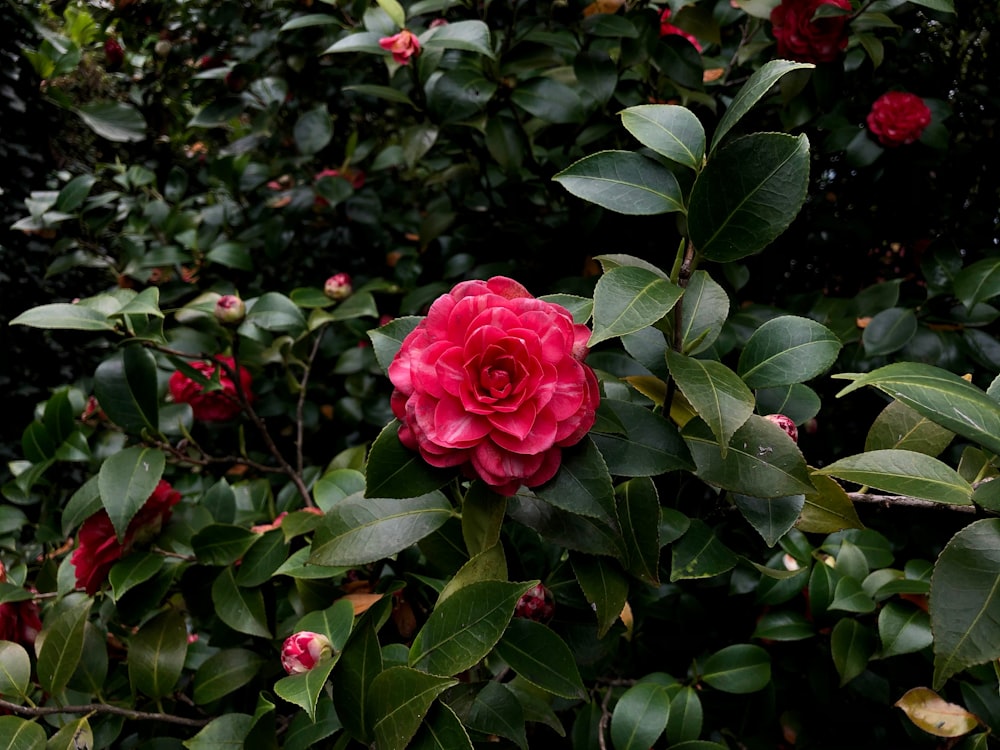 Rosa Rose blüht tagsüber