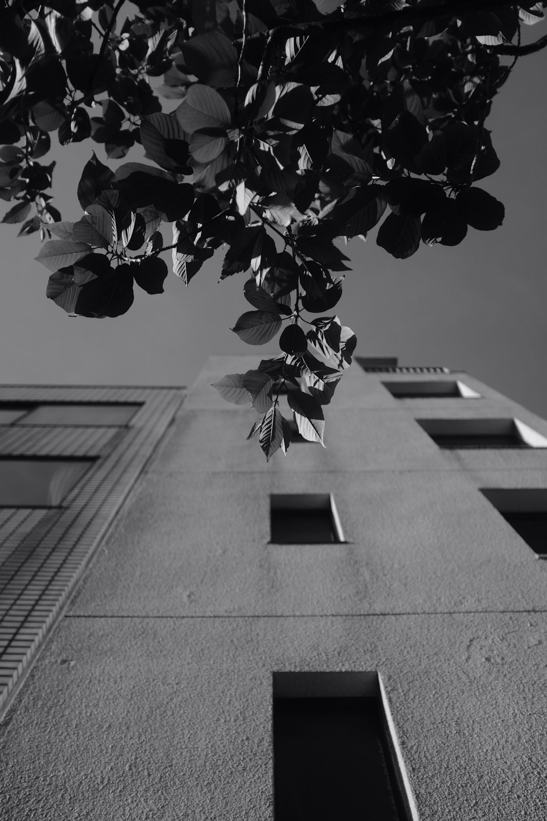 grayscale photo of tree on concrete wall