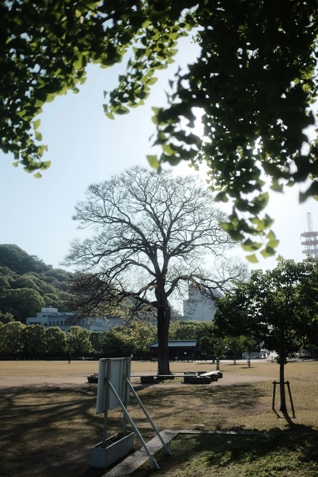 green trees on brown field during daytime