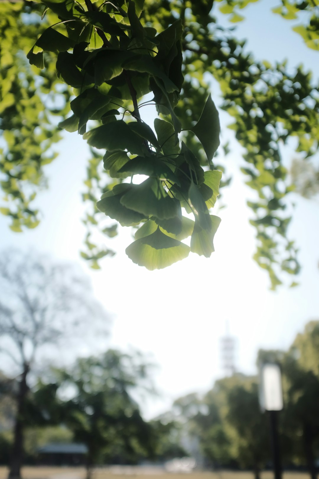 green leaves in tilt shift lens