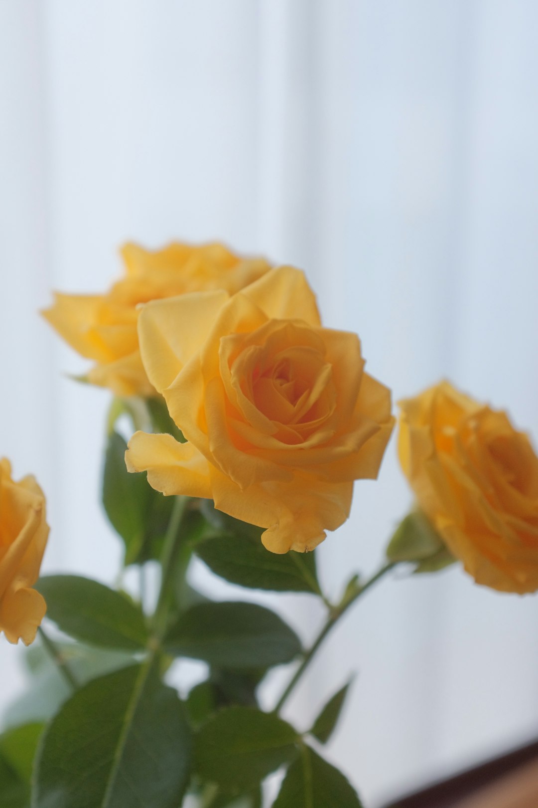 yellow rose in close up photography