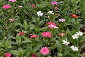 A vibrant floral arrangement showcasing the garden's charm.
