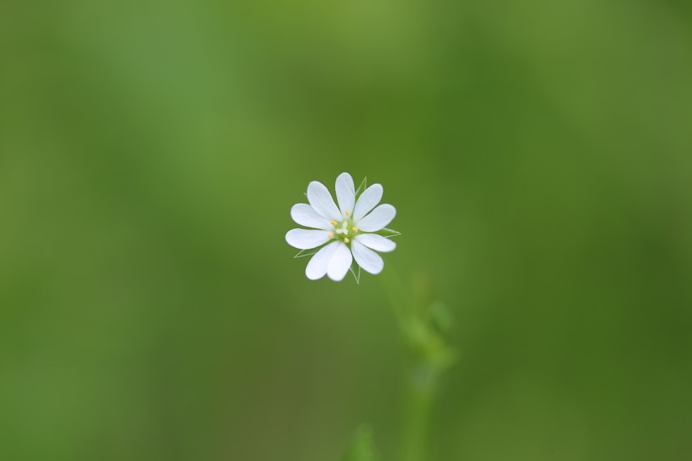 white flower in tilt shift lens