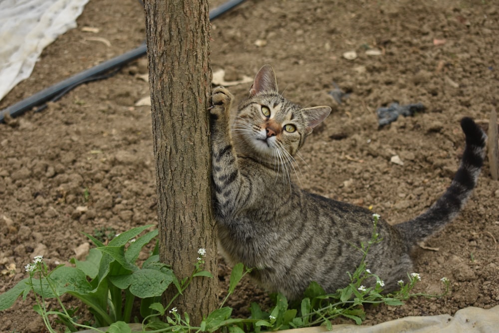 brown tabby cat beside brown wooden post
