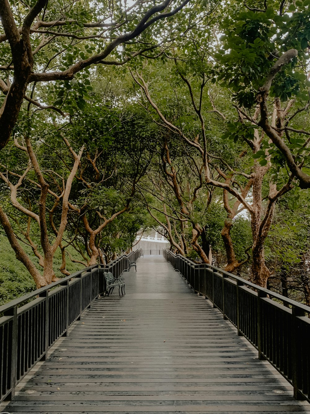 brown wooden bridge between trees during daytime