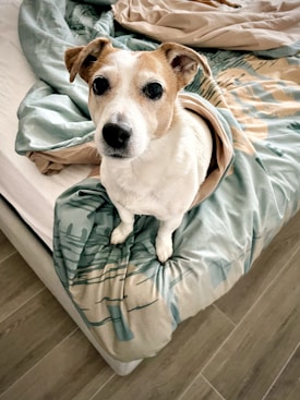 A small dog with white and brown fur is sitting on a bed. The dog is partially wrapped in a blanket with a green and beige abstract pattern. The bed is neatly made, with a wooden floor visible next to it.