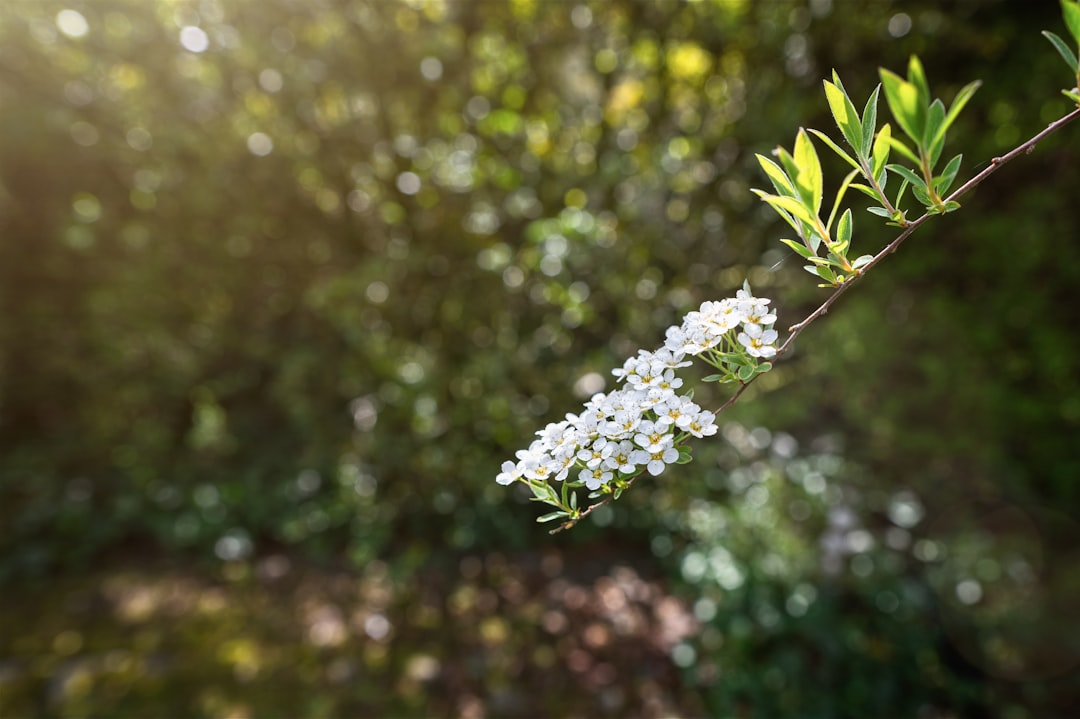 white flower in tilt shift lens