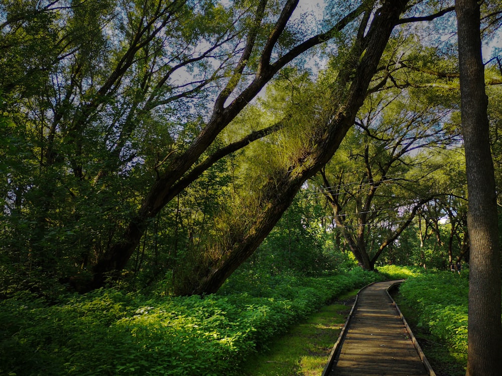 brown wooden pathway between green grass and trees