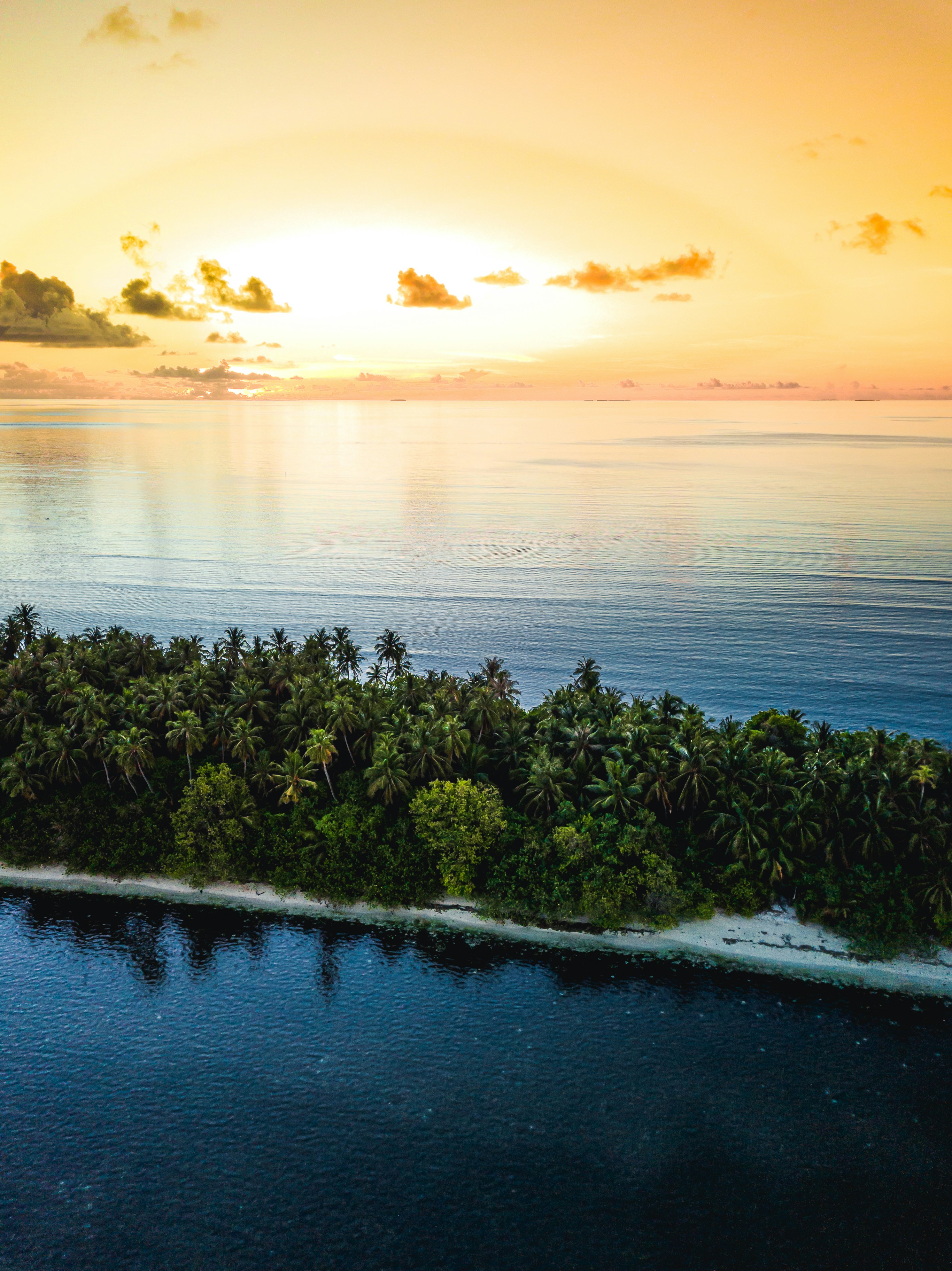 green trees on seashore during sunset