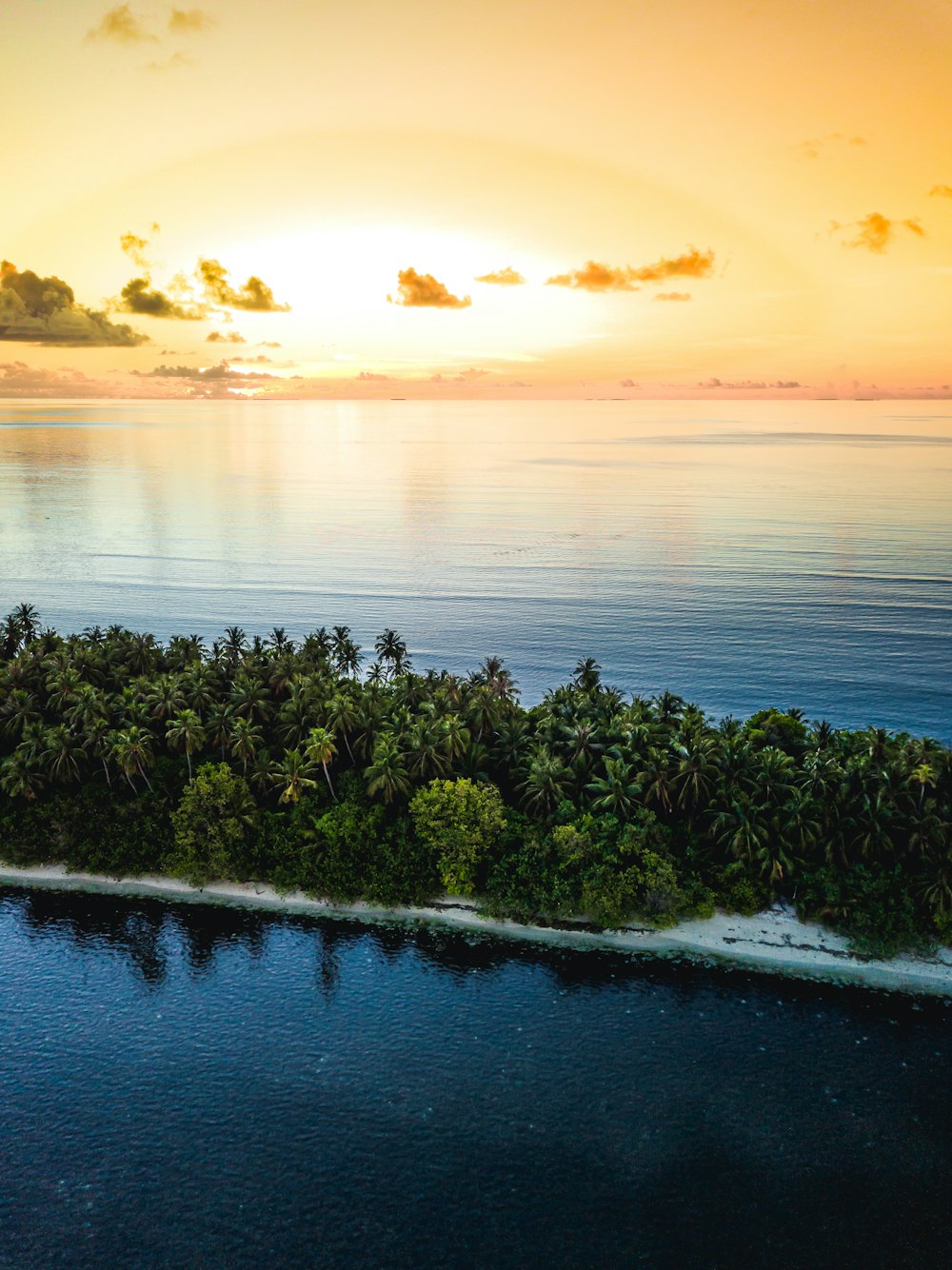 green trees on seashore during sunset