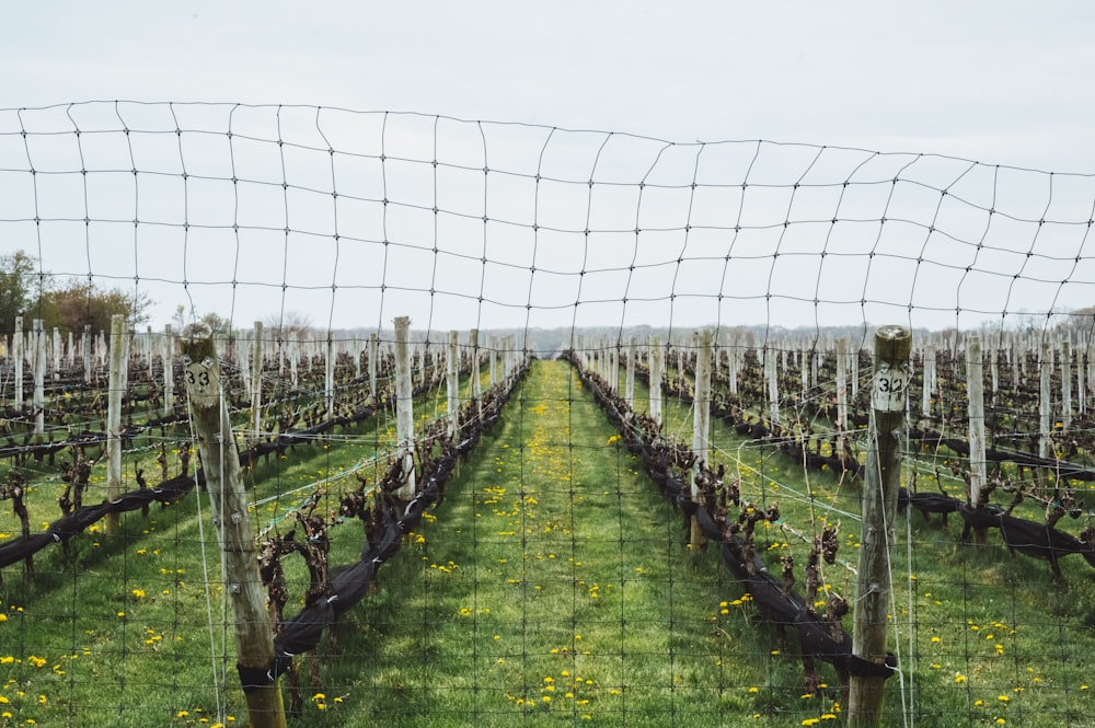 green grass field with gray metal fence