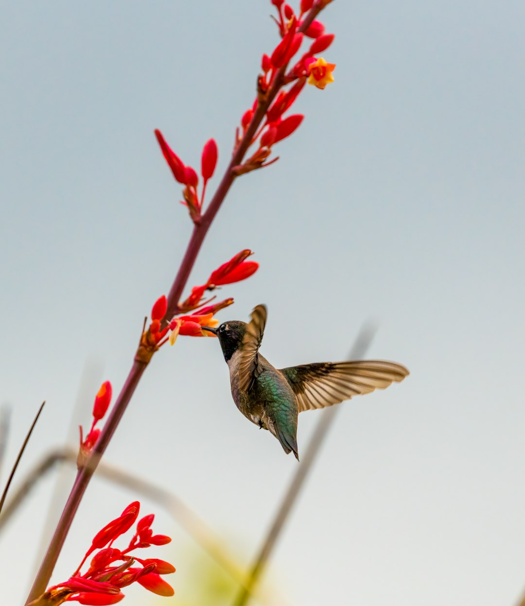 green and brown humming bird flying during daytime