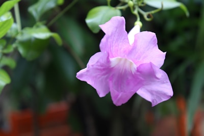 A close-up of delicate blush pink flowers against a backdrop of soft green leaves.