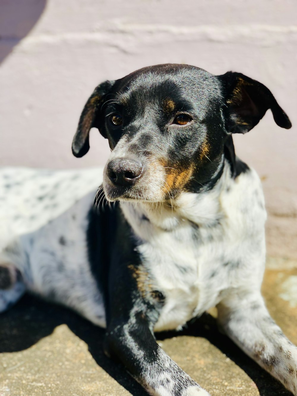 black and white short coated dog