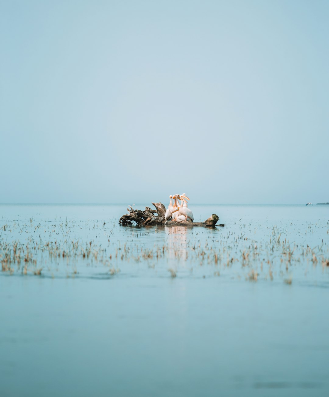 brown and white duck on water during daytime