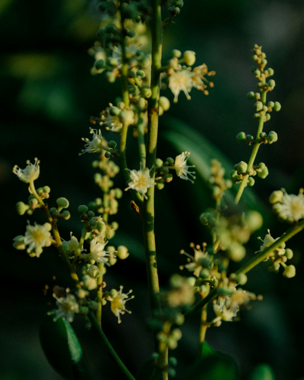 Weiße Blume in Makrolinse