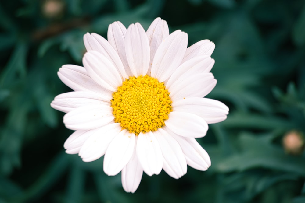 white daisy in bloom during daytime