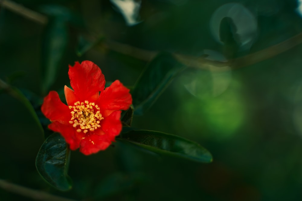 red flower in tilt shift lens