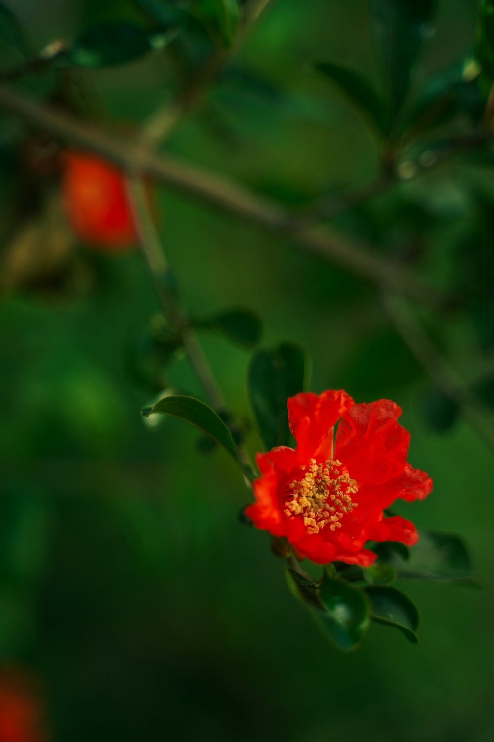 red flower in tilt shift lens