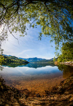 green trees near lake under blue sky during daytime
