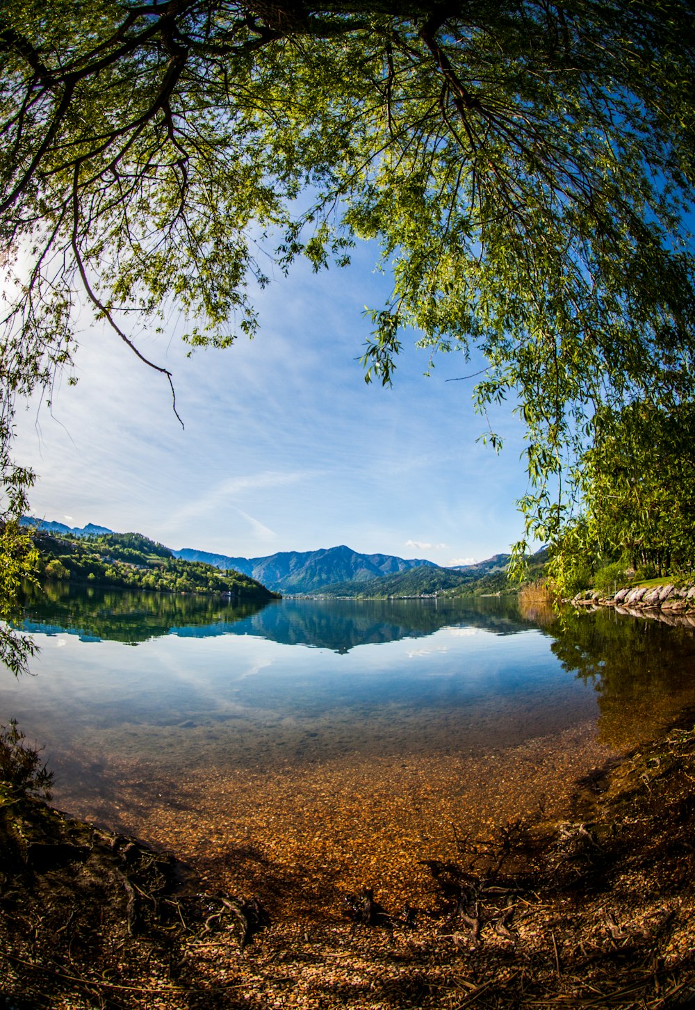 green trees near lake under blue sky during daytime