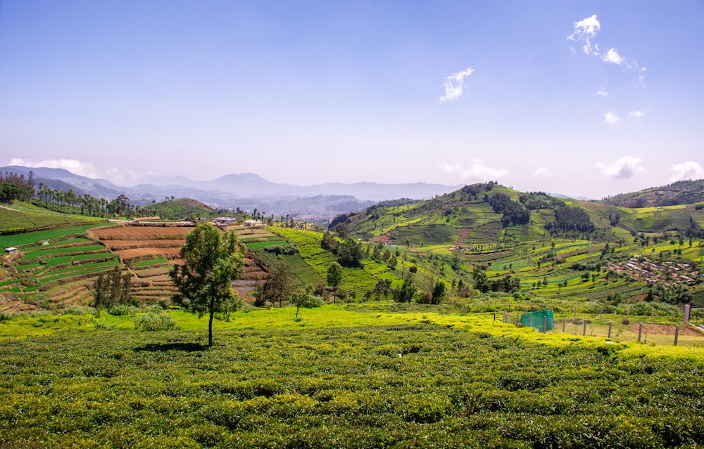 green grass field under blue sky during daytime