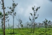 green grass field with trees under white sky during daytime