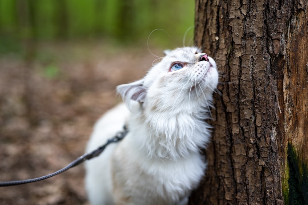 white cat on brown tree trunk