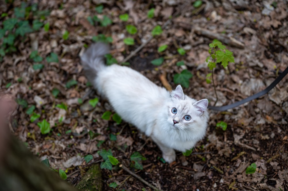 white cat walking on dried leaves
