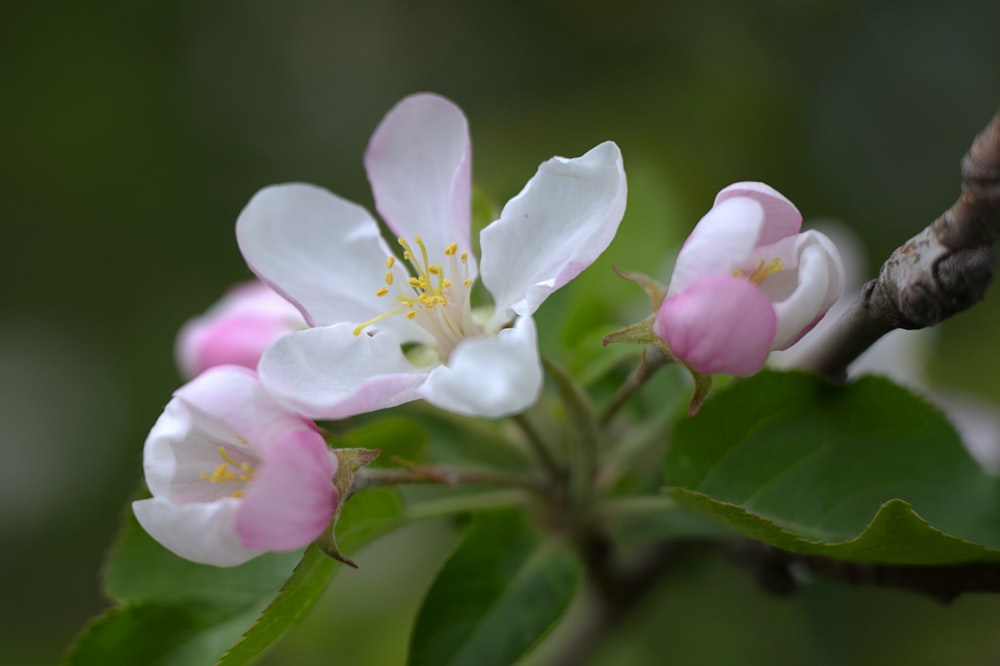 틸트 시프트 렌즈의 흰색과 분홍색 꽃