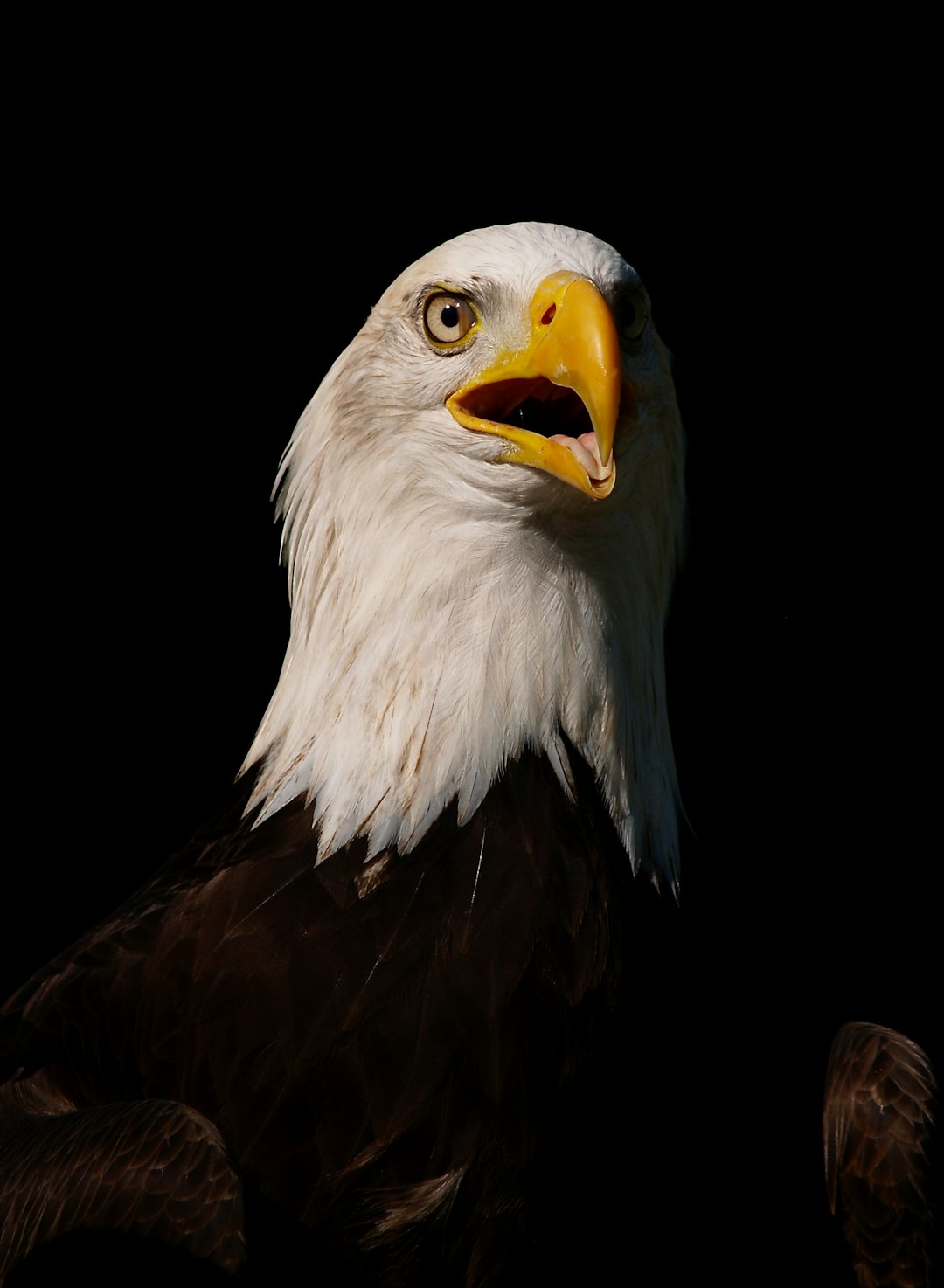 bald eagle in black background