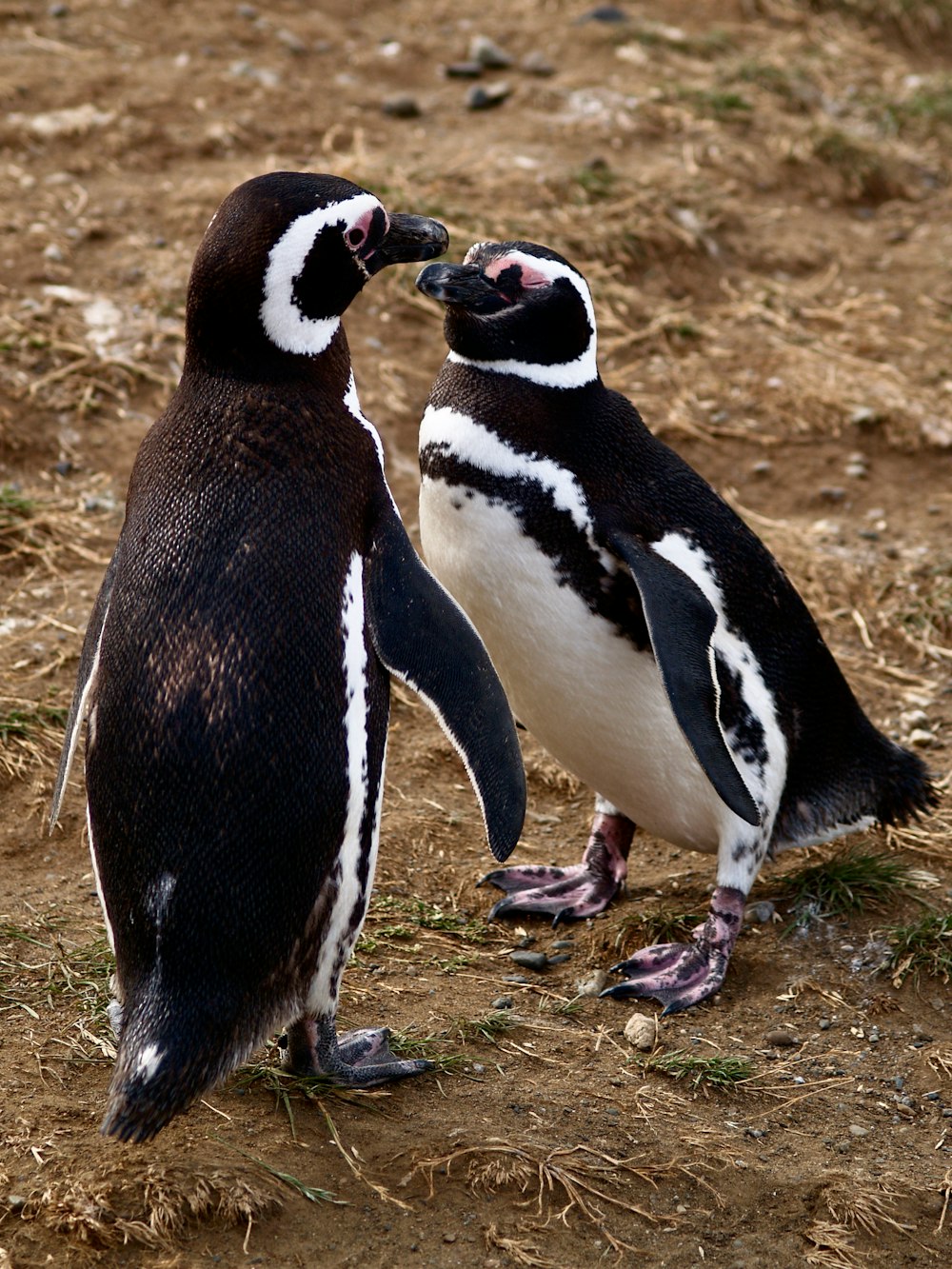 black and white penguin standing on brown soil during daytime
