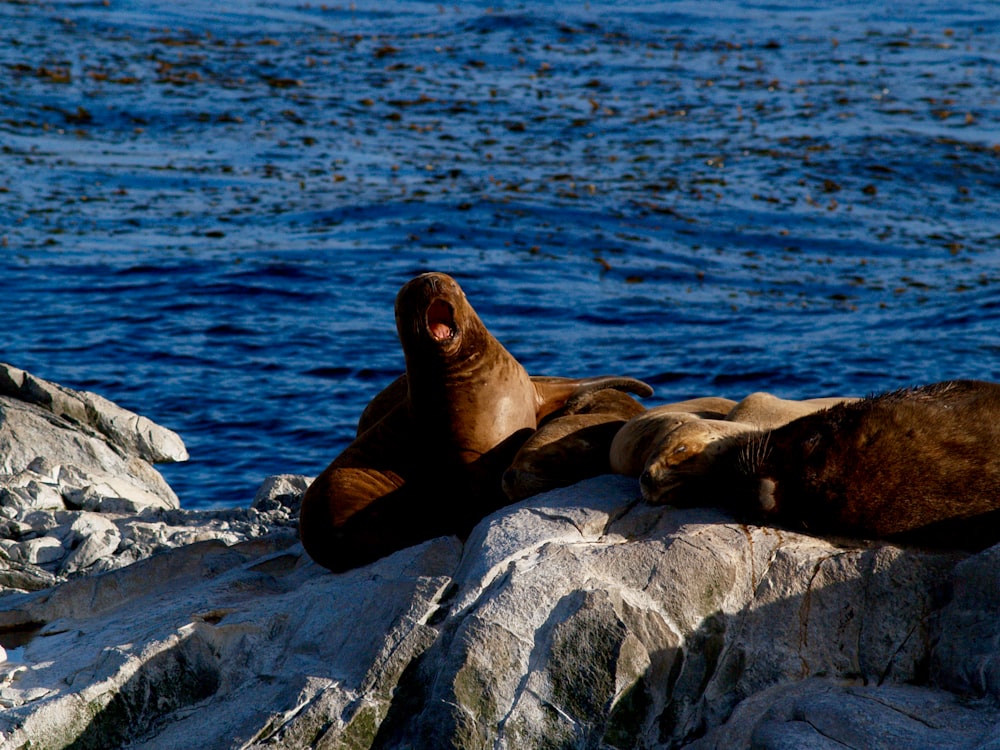 brown seal on gray rock near body of water during daytime